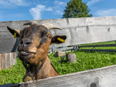 Ziegen Ferienhof Hagenauer